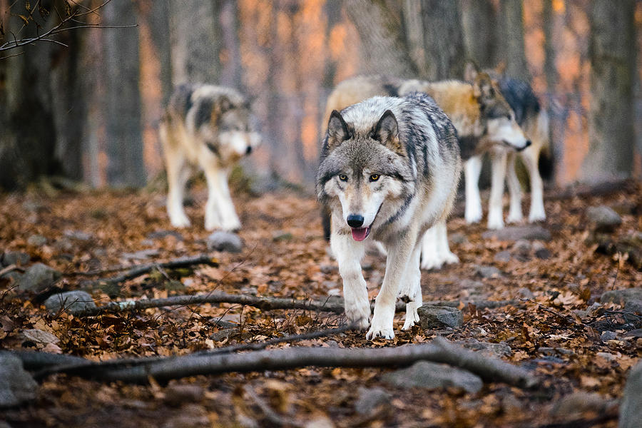 The Wolfpack Photograph by Mark Rogers