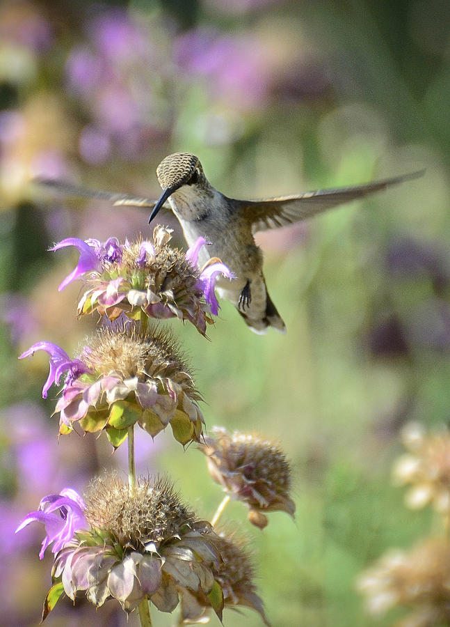 Hummingbird Photograph - The Wonder of Wings  by Saija Lehtonen