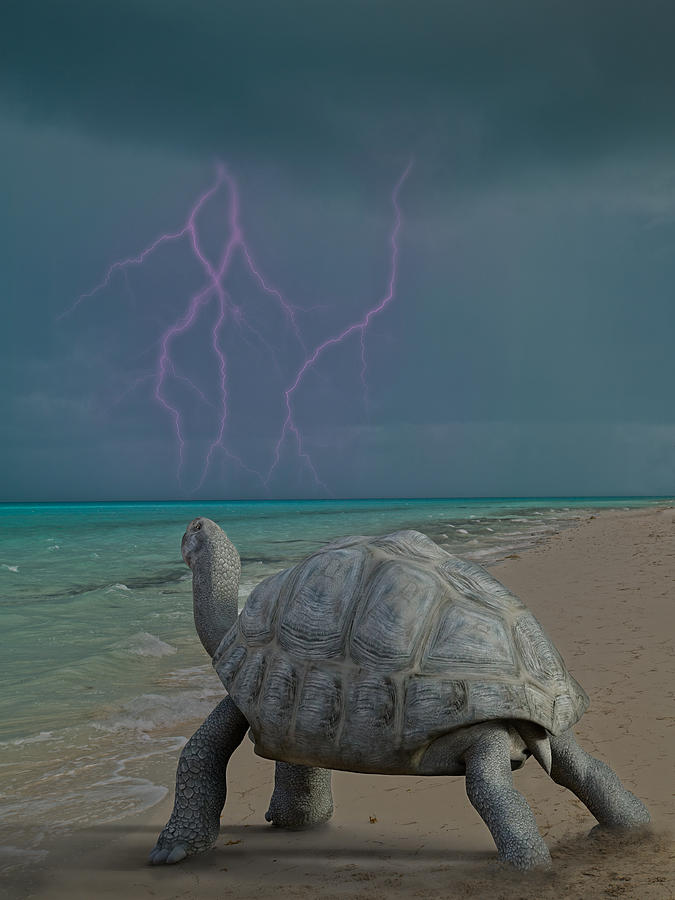 Turtle Digital Art - The Wonders of Mother Nature by Betsy Knapp