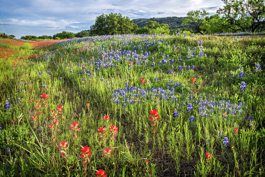 The Wonders of Spring in the Hill Country Photograph by Lynn Bauer