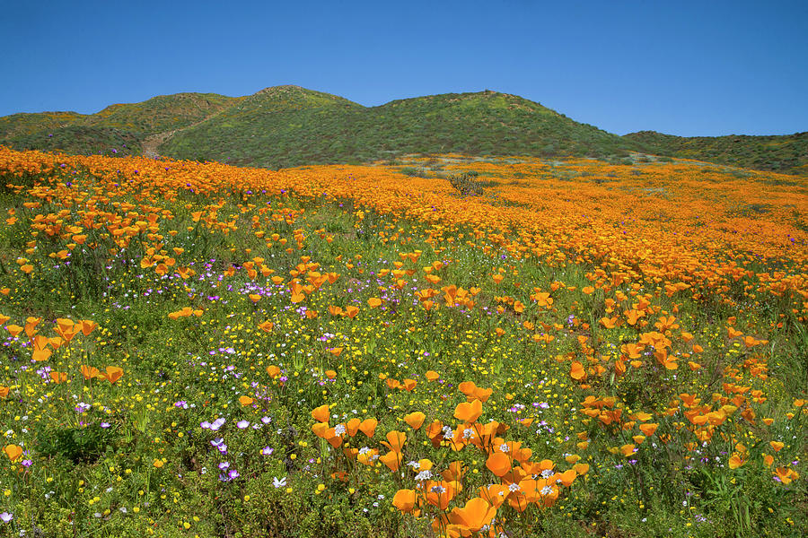 The Wonders of the Walker Canyon Superbloom Photograph by Lynn Bauer