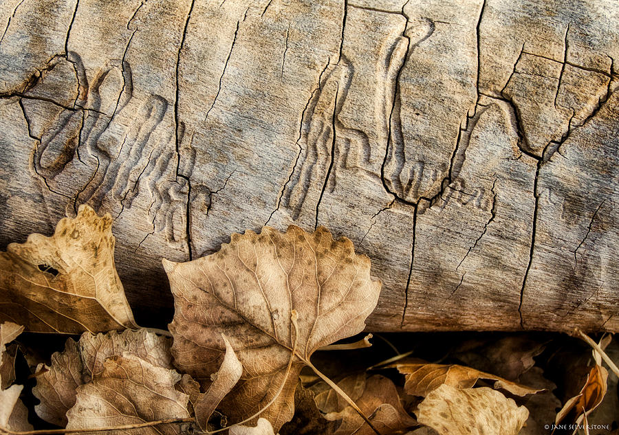 Nature Abstract Photograph - The Wood Borers Signature by Jane Selverstone Nature Abstract Photograph - The Wood Borers Signature by Jane Selverstone