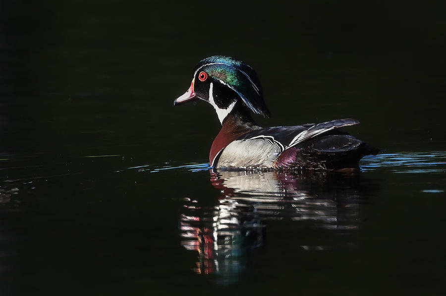 The Wood Duck Drake Photograph by Bill Wakeley