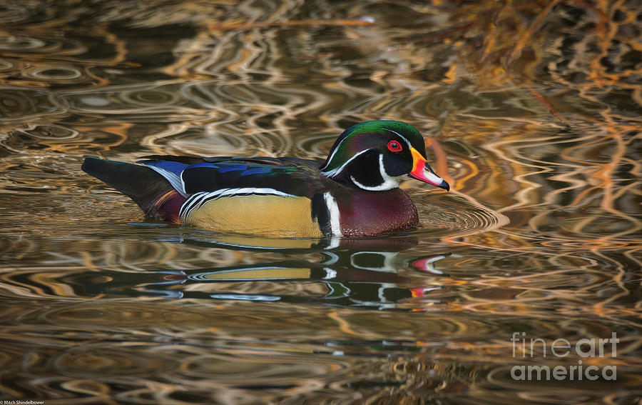 The Wood Duck Drake Photograph by Mitch Shindelbower