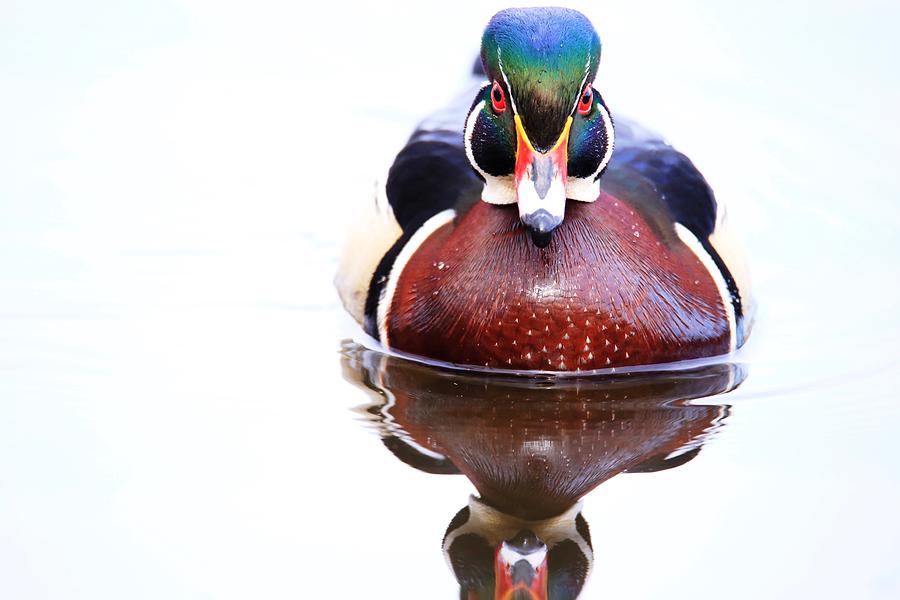 The wood duck look Photograph by Lynn Hopwood