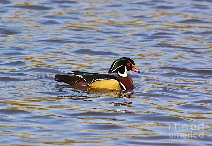 The Wood Duck Photograph by Robert Pearson