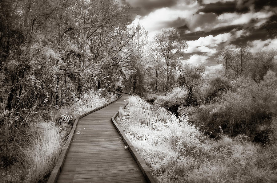 The Wooden Path Photograph by James Barber