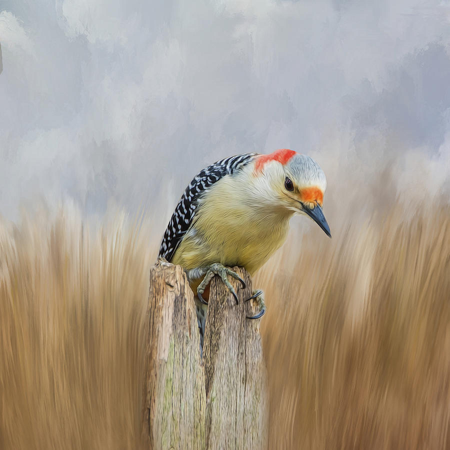 The Woodpecker Photograph by Cathy Kovarik