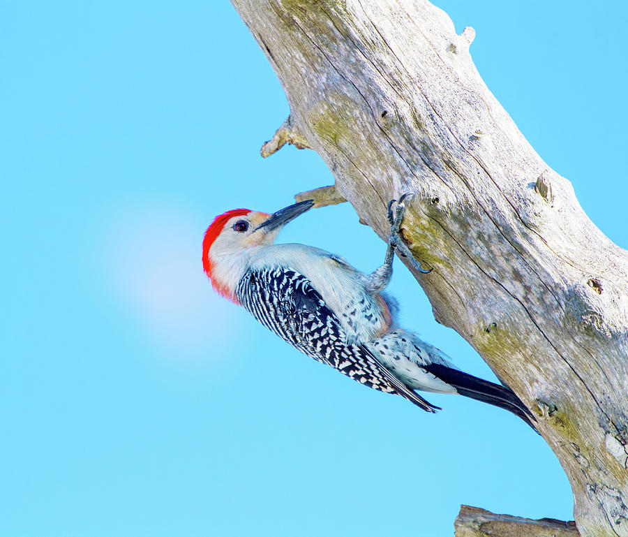 The Woodpecker Pecks Photograph by Mark Andrew Thomas