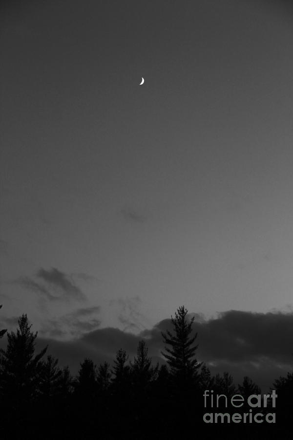 The Woods and the Moon 2 Black and White Photograph by Marina McLain
