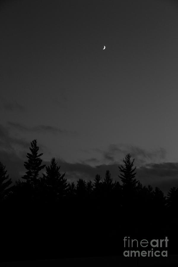 The Woods and the Moon 4 Black and White Photograph by Marina McLain