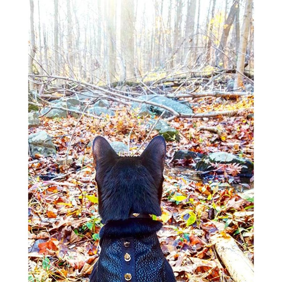 Cat Photograph - The Woods Are A Magical Place. What by Sirius Black Adventure Cat