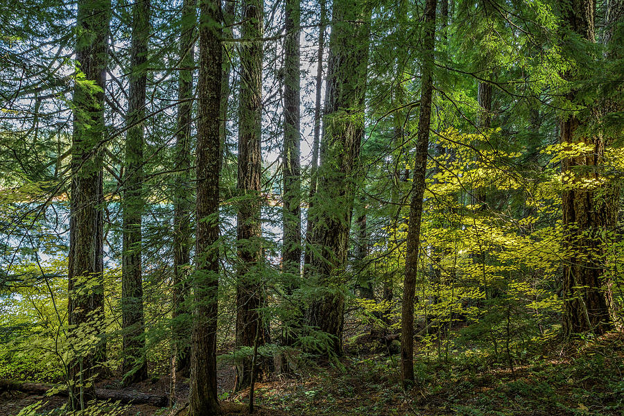 The Woods Around Clear Lake Photograph by Belinda Greb