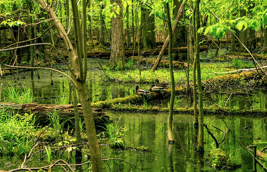 The Woods at Sandy Ridge Photograph by Neil Doren - Fine Art America