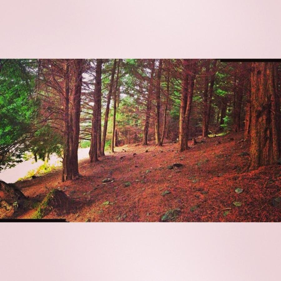 Nature Photograph - The Woods At The Dam
#wales #reservoir by Tai Lacroix