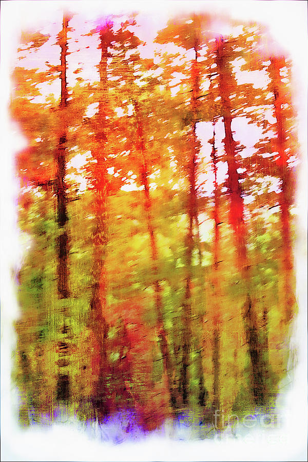 The Woods in Autumn Photograph by Judi Bagwell