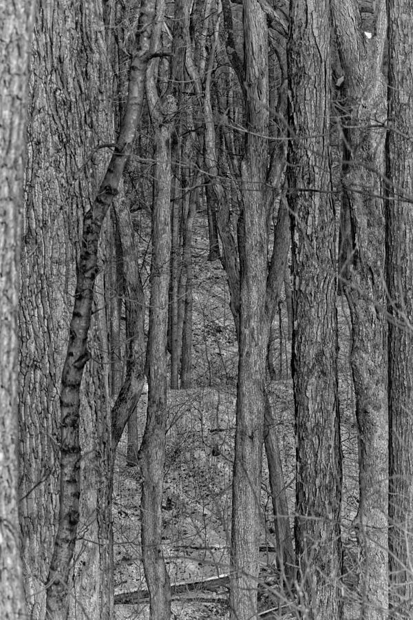 The Woods in Black and White Photograph by Deb Henman - Fine Art America