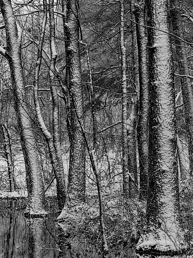 The Woods in Black and White Photograph by M E Cater - Fine Art America