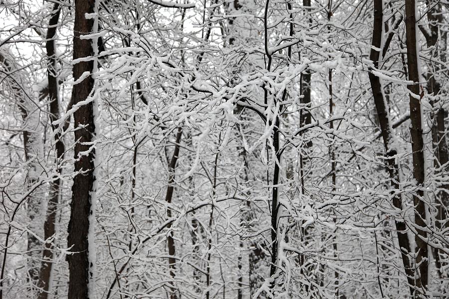 The woods Photograph by Lynn Stephenson - Fine Art America