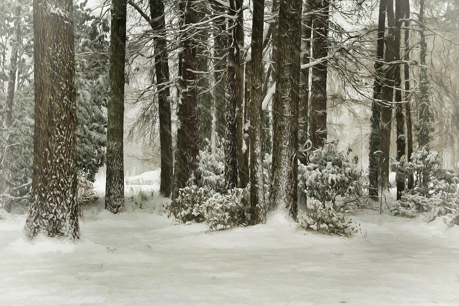 The Woods on a Snowy Day Photograph by Ola Allen