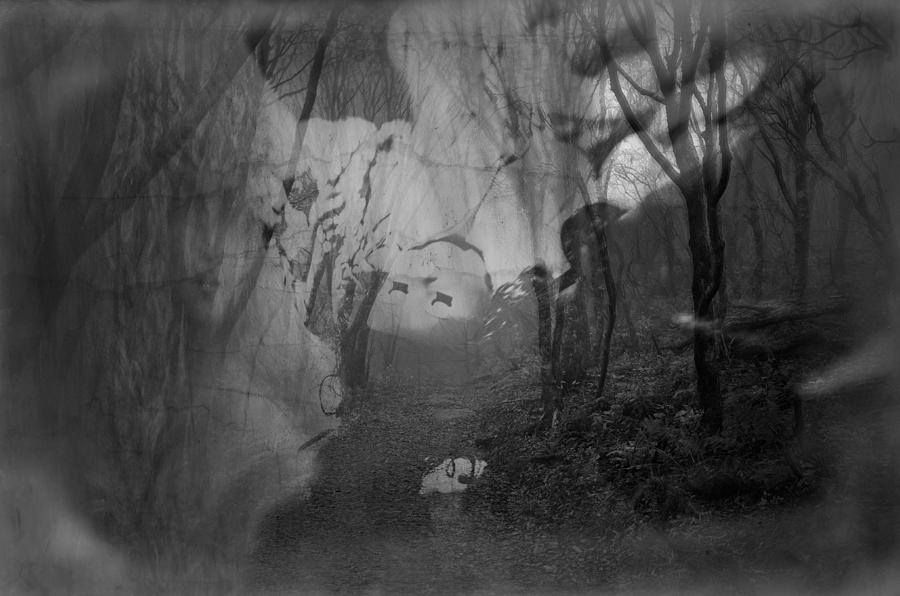 The Woods Watchers Photograph by Paula VM