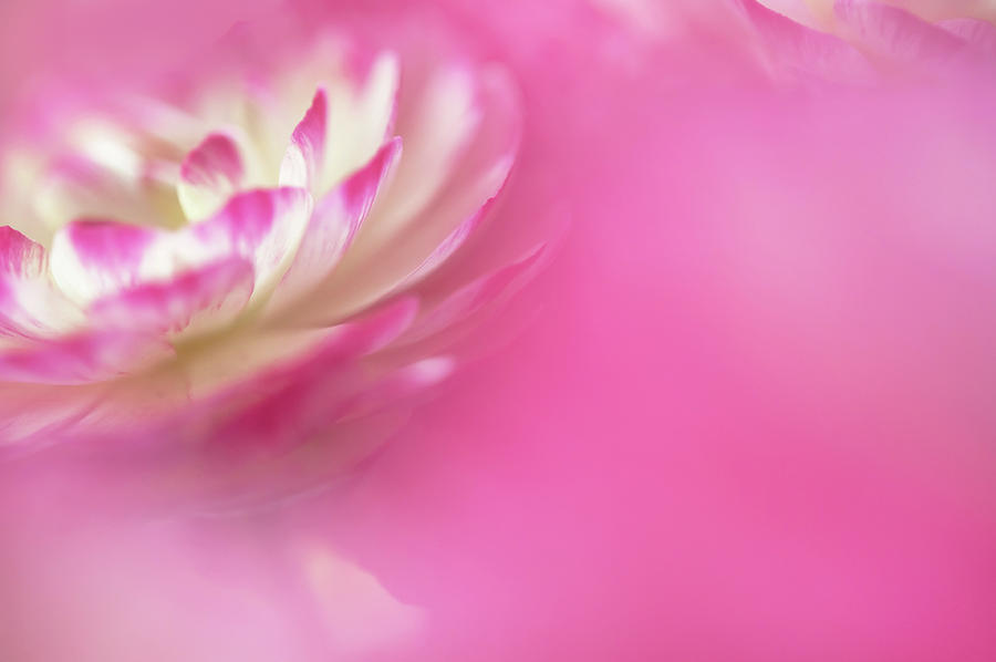 Nature Photograph - The World of Flower. Ranunculus Delight 1 by Jenny Rainbow