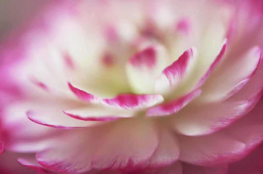 Nature Photograph - The World Of Flower. Ranunculus Delight 10 by Jenny Rainbow