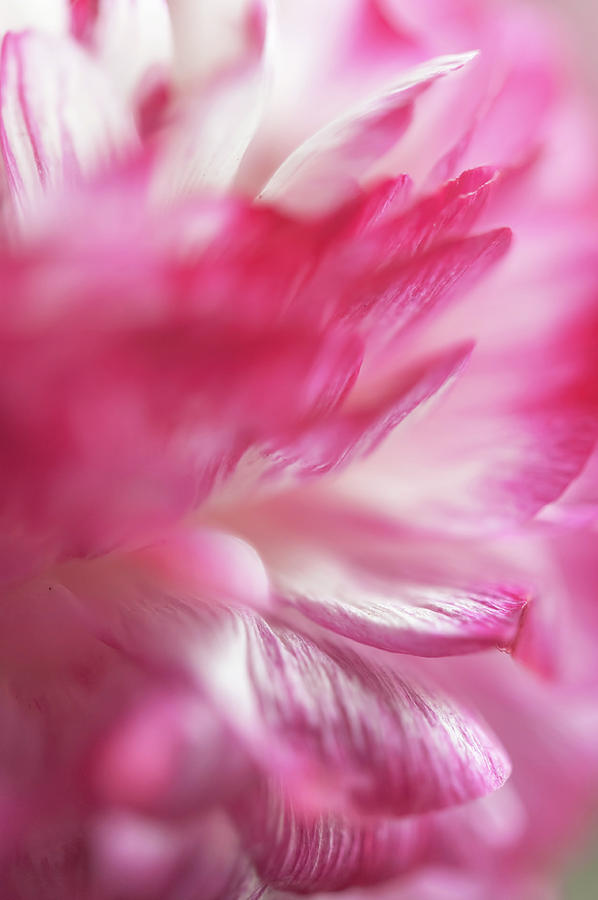 Nature Photograph - The World Of Flower. Ranunculus Delight 11 by Jenny Rainbow