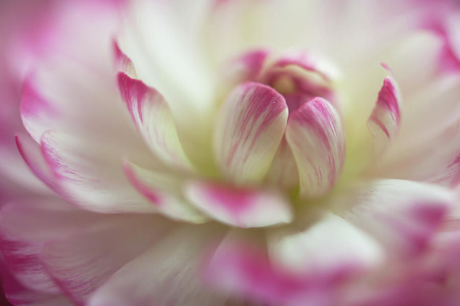 Nature Photograph - The World of Flower. Ranunculus Delight 5 by Jenny Rainbow