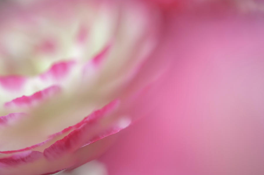 Nature Photograph - The World of Flower. Ranunculus Delight 6 by Jenny Rainbow