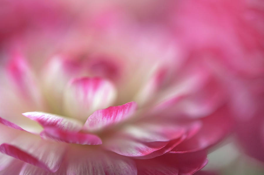 Nature Photograph - The World of Flower. Ranunculus Delight 7 by Jenny Rainbow