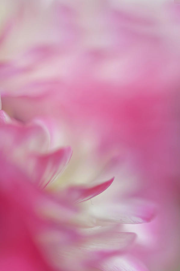 Nature Photograph - The World of Flower. Ranunculus Delight 9 by Jenny Rainbow