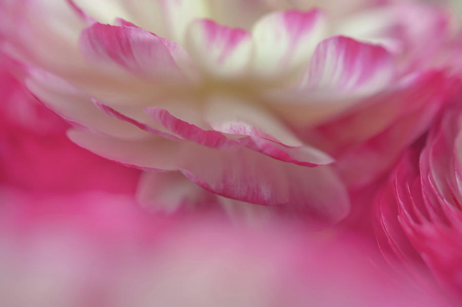 The World of Flower. Ranunculus Delight Photograph by Jenny Rainbow