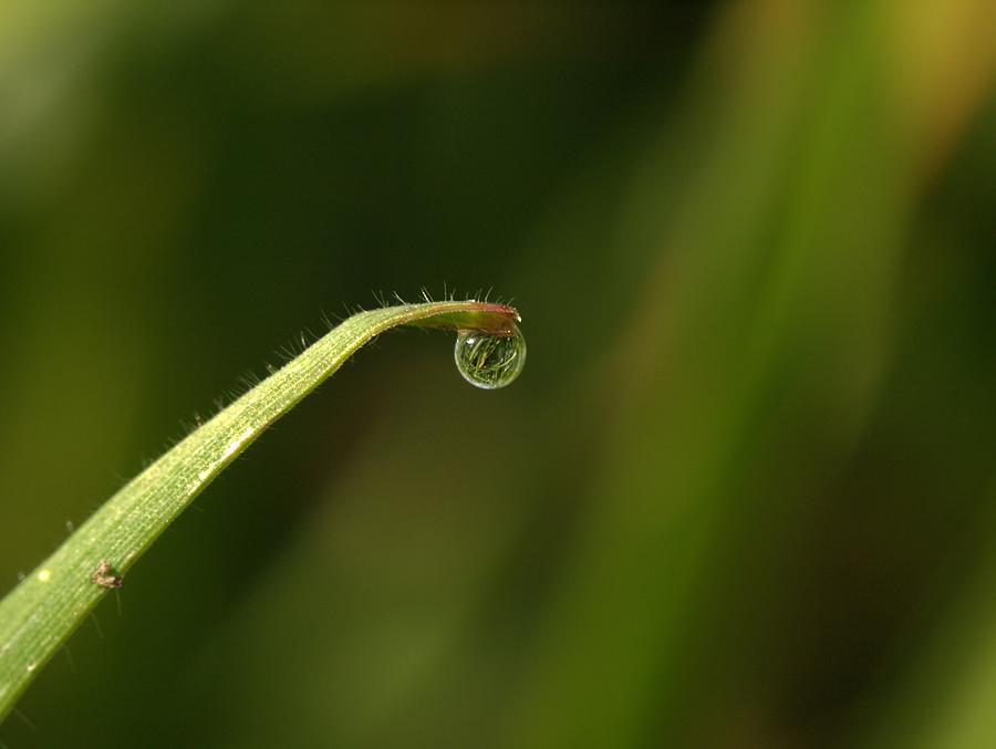 The World Through a Water Drop Photograph by Dale Jackan - Fine Art America