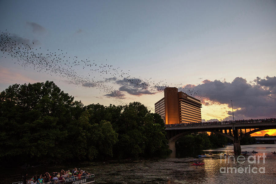 The worlds largest urban colony of bats take flight from under the Congress Avenue Bridge Photograph by Dan Herron