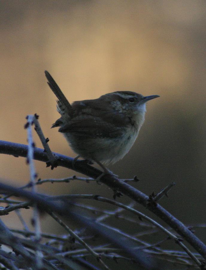 The Wren Photograph by Christopher J Kirby