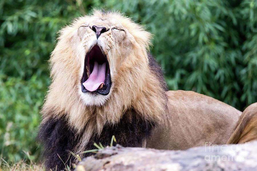 The Yawn Photograph by Ed Taylor