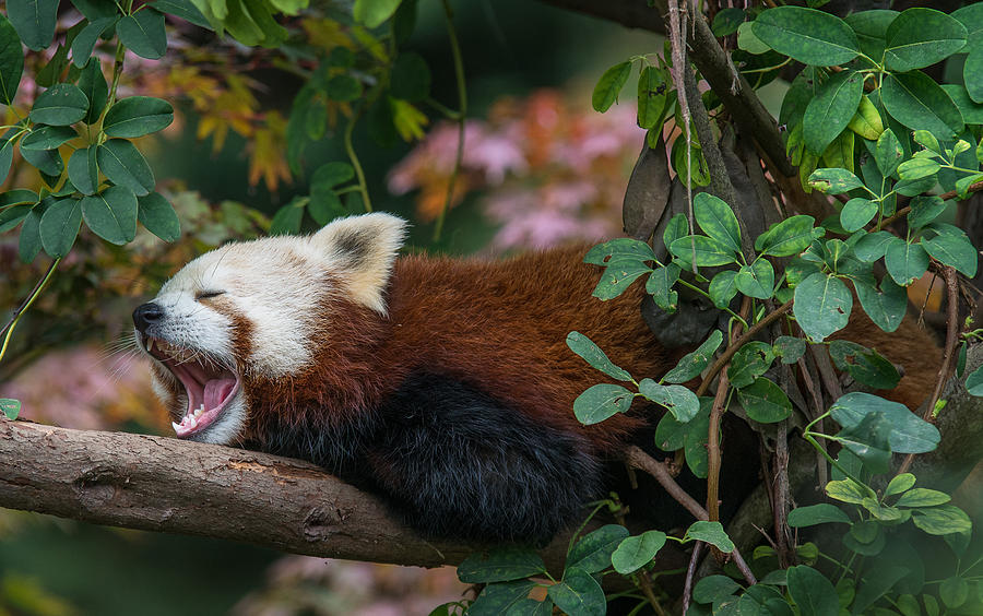 The Yawning Red Panda Photograph by Greg Nyquist
