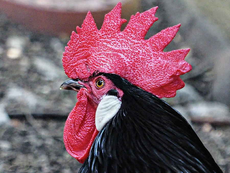 The Year Of The Rooster Photograph