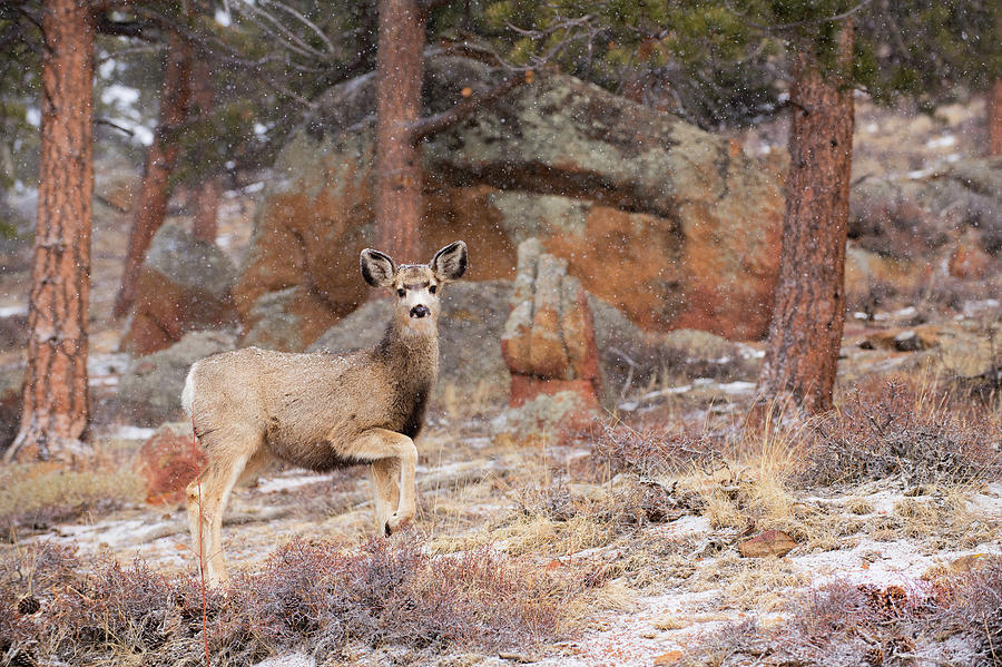 The Yearling Photograph by Kirk Siegler - Pixels