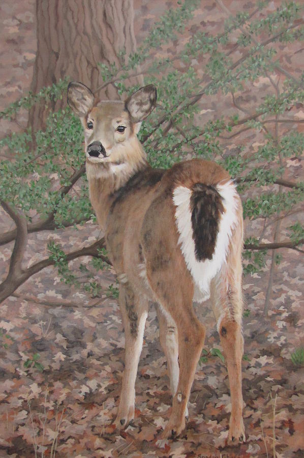 Wildlife Painting - The Yearling by Sandra Chase