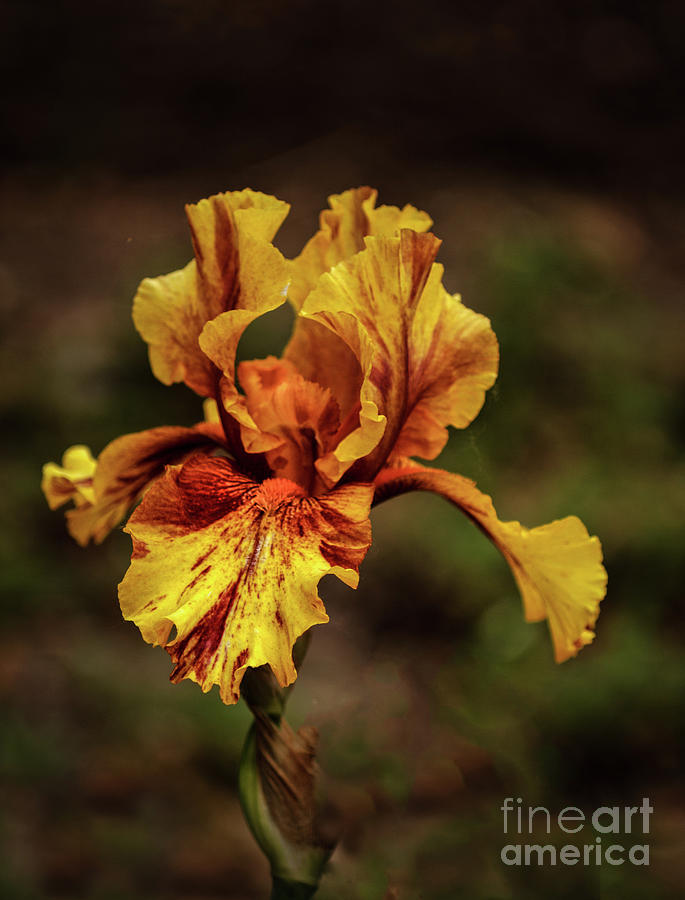 The Yellow Beauty Photograph by Robert Bales