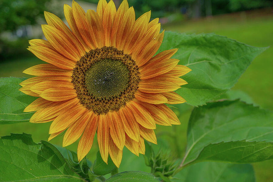 The Yellow Glow Photograph by Linda Howes - Fine Art America