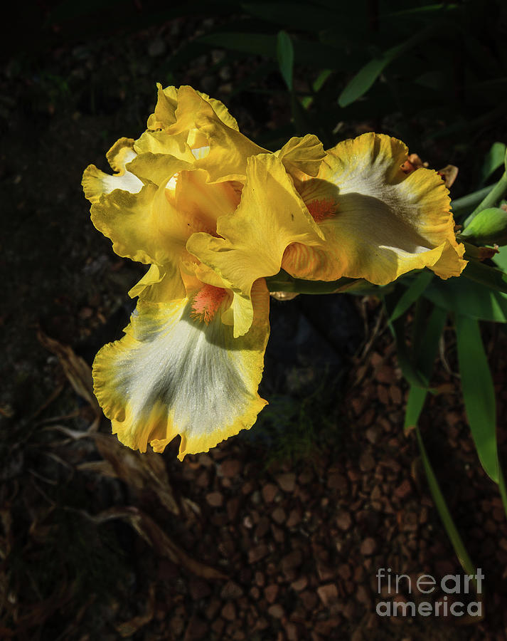 The Yellow Iris Photograph by Robert Bales