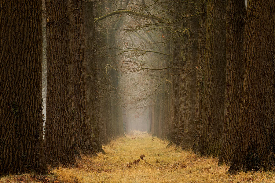 Yellow Path Photograph by Martin Podt - Fine Art America