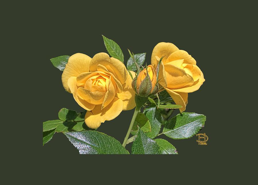 The Yellow Rose Family Digital Art by Daniel Hebard