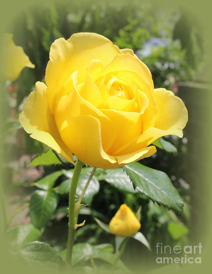 The Yellow Rose of August Photograph by Dora Sofia Caputo