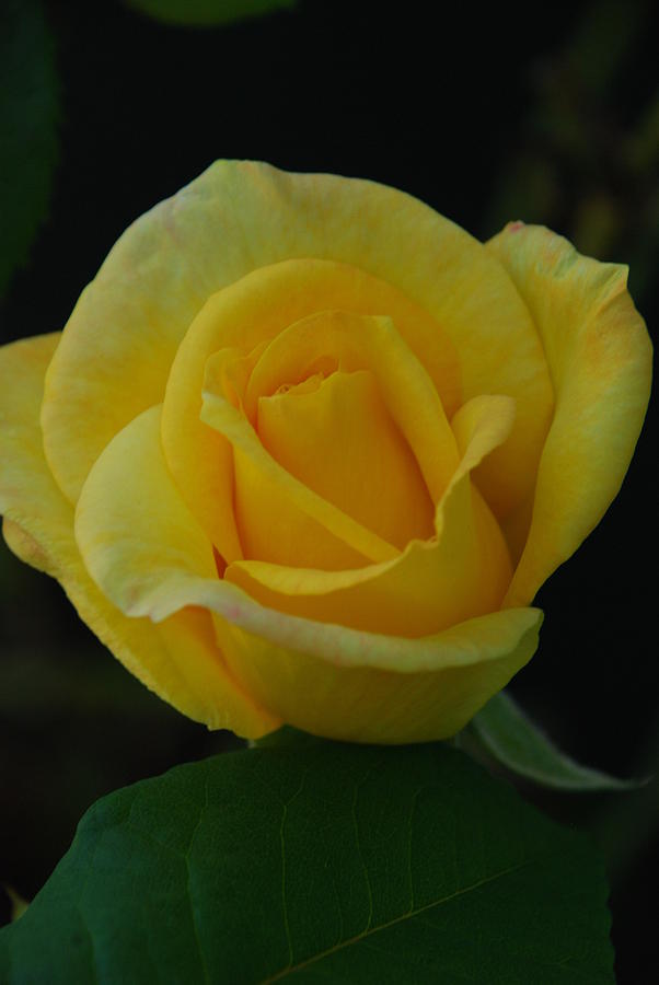 The Yellow Rose of Texas Photograph by Carol Eliassen