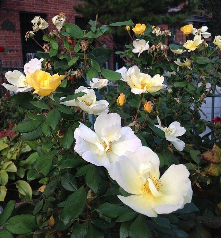 The Yellow Roses of Fulton Street Photograph by Carolyn Quinn