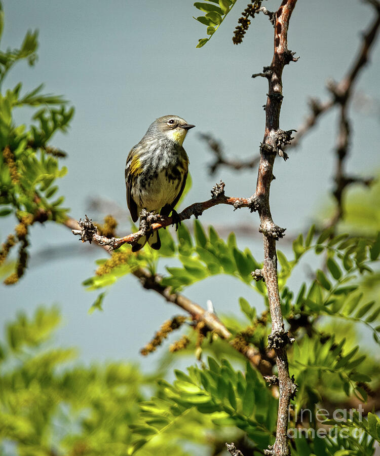 The  Yellow-rumped Warbler Photograph by Robert Bales